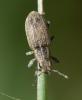 Sitona sp.